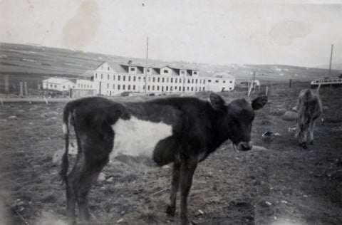 Kvígan Lukka og nýbýlið Lundur á sjötta áratugnum. Lundur stóð neðan Nýbýlavegar, þar er í dag fjöl&hellip;